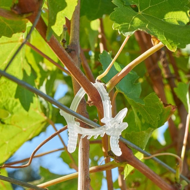 Vine Clip