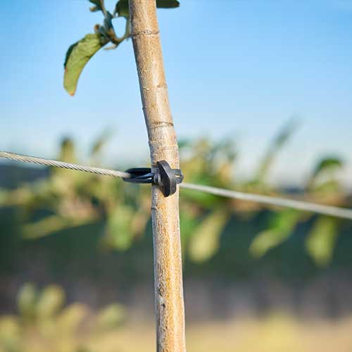 Vineyard Rubber Band - 8 cm