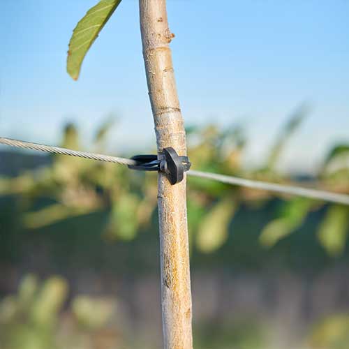 Vineyard Rubber Band - 10 cm