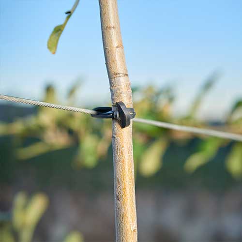 Vineyard Rubber Band - 12 cm