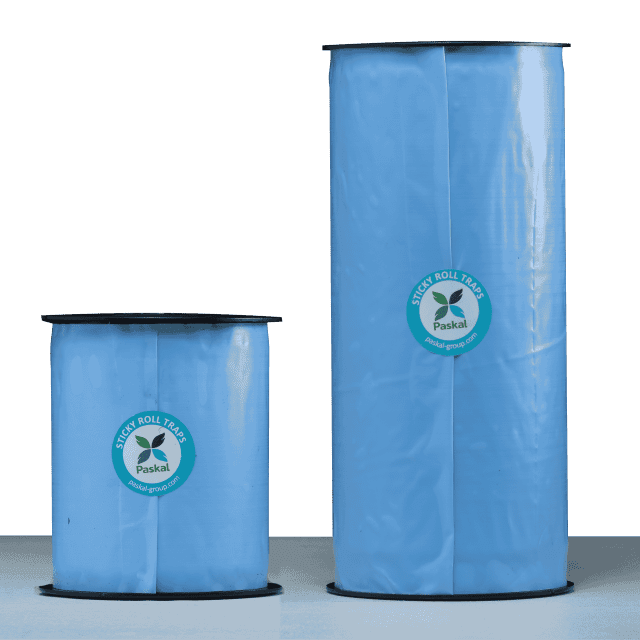 Sticky roll 30 cm x 100 m