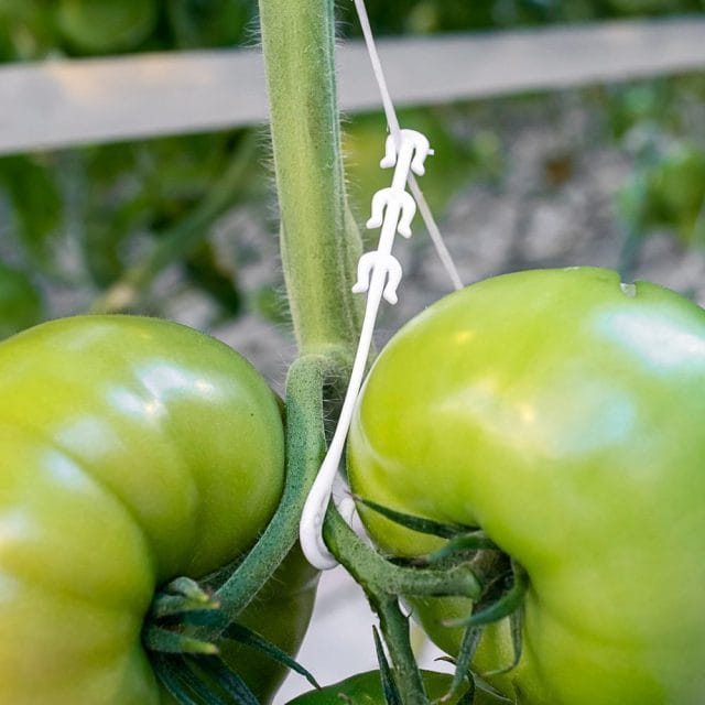 Optima J -Double Cluster Support