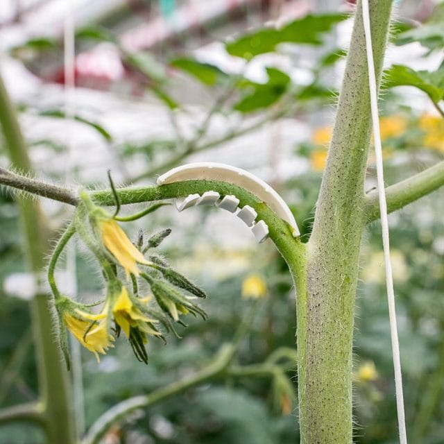 Top Flex Arch (6 mm) biodegradable