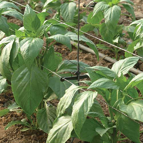 Pepper Support (9cm)