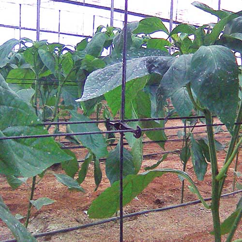 Pepper Support (6.0/7.5)